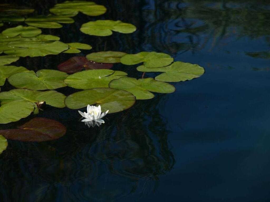 Pörtschach am Wörthersee Little Garden-Villa מראה חיצוני תמונה